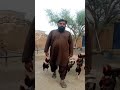 The love of chickens۔ #shortvideo #viral #ai #youtube #aivideo #animals