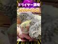 ドライヤーを満喫するオカメインコ【#天癒るりは】 #short #shorts #オカメインコ #インコ #鳥 #birds #ペット