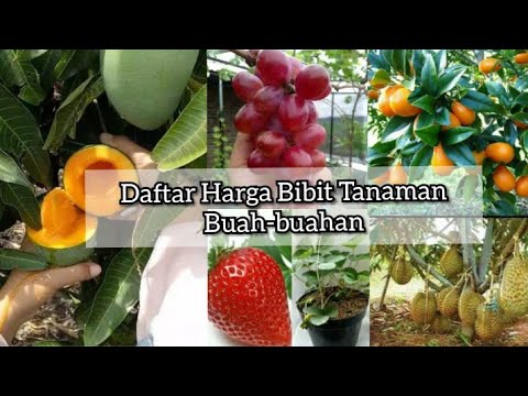 Video: Harga Bibit Buah Dan Beri Bisa Naik