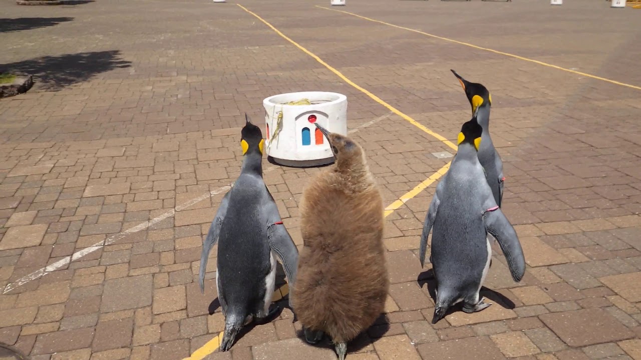 キングペンギンのヒナパレード練習【登別マリンパークニクス】