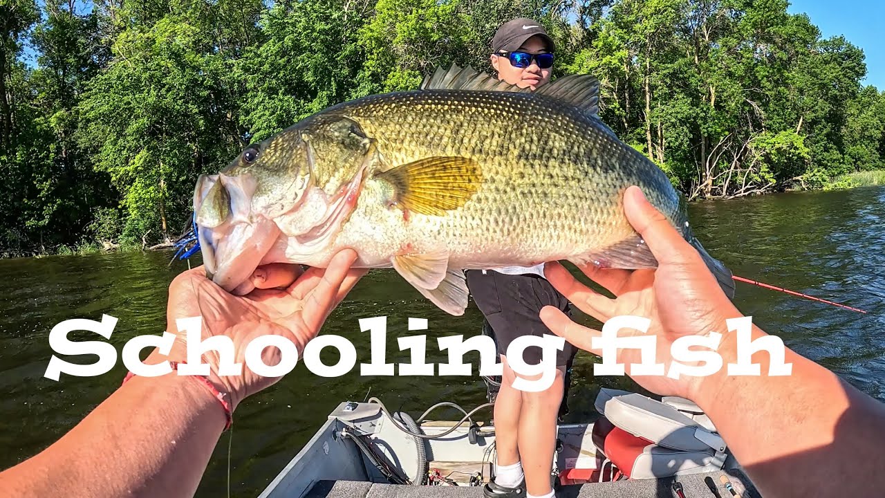 Finding schools of aggressive bass! (Crazy action)