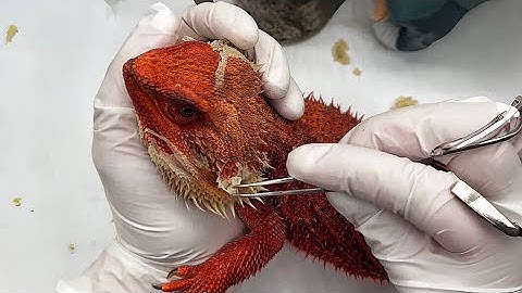 ASMR Shedding Skin Bearded Dragon Series 1| So Satisfying!