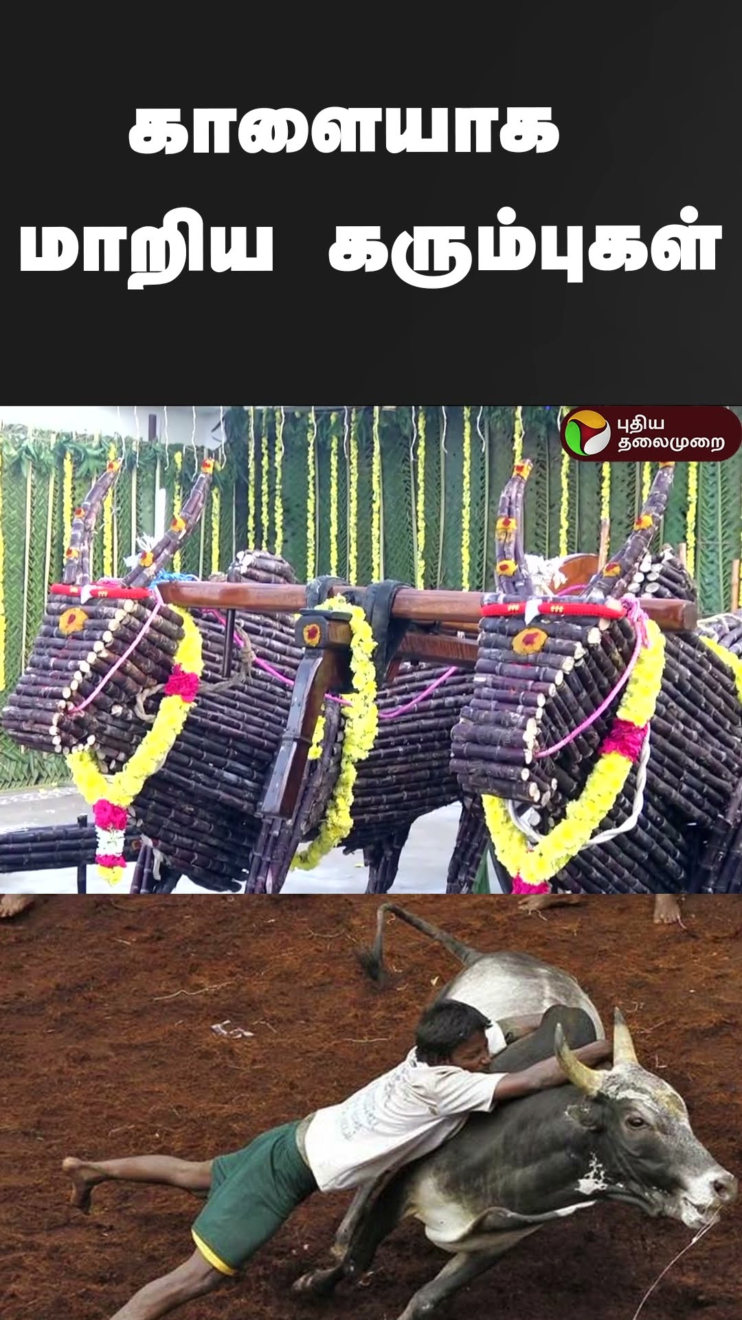 காளையாக மாறிய கரும்புகள் | #shorts | #sugarcane | #kanchipuram