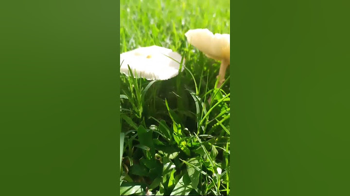LUEGO DE DÍAS DE LLUVIA.... APARECIERON LOS HONGOS 🍄