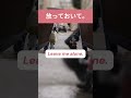 放っておいて | 英語を学ぶ #英語 #英語を学ぶ