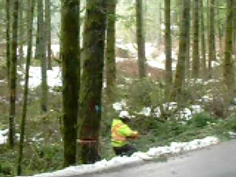 tree falling by turfer