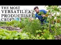 Why I&#39;m Growing 10X More Herbs This Year | The Unsung Hero of the Veg Garden