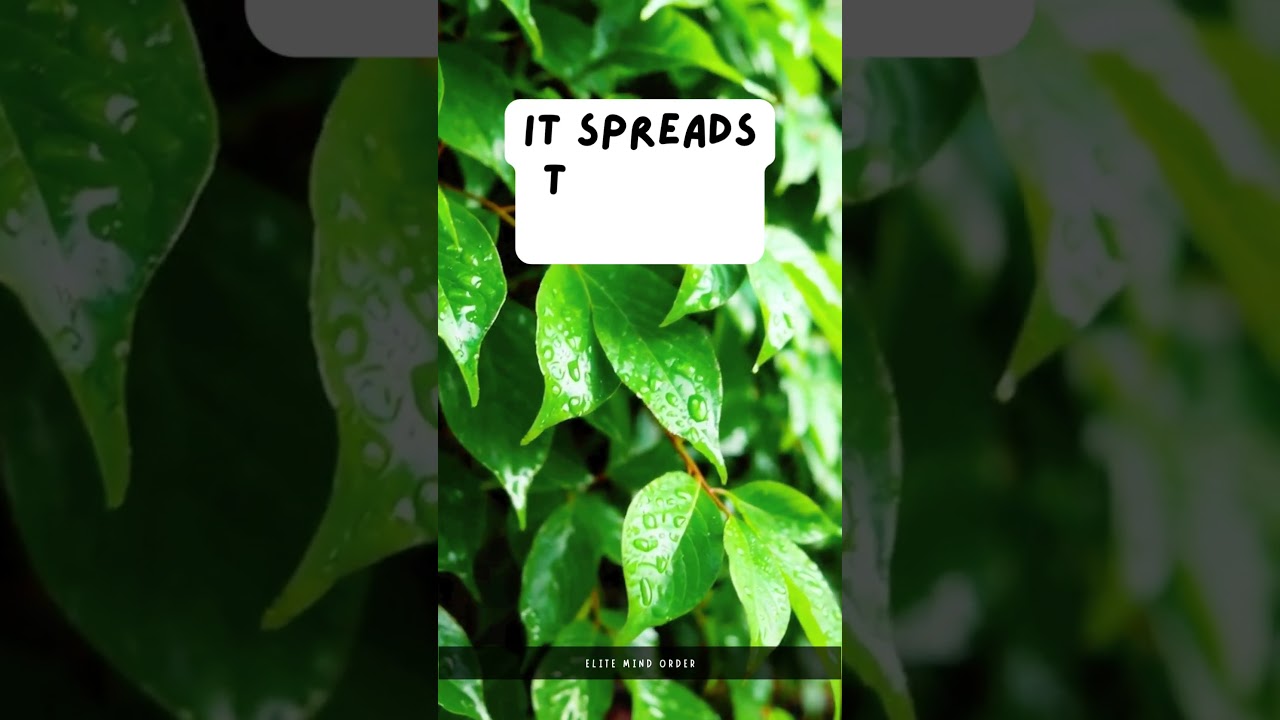 Average Is a Disease | Elite Mind Order Motivation 