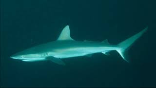 Facts: The Grey Reef Shark