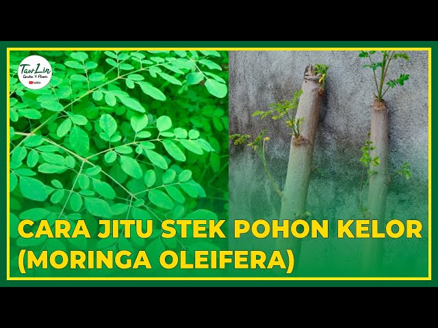 The Right Way of Moringa (Moringa Oleifera) Tree Trunk Cuttings class=