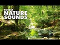 💚 Relaxing nature sounds, white noise. Calming Forest Stream . Life living and nature.