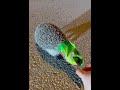 The hedgehog didn’t seem too happy about getting help. 😂 #fun #funny #animals #kindness