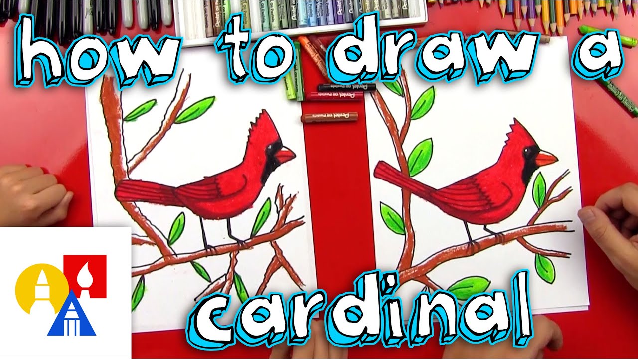 How To Draw A Cardinal - YouTube