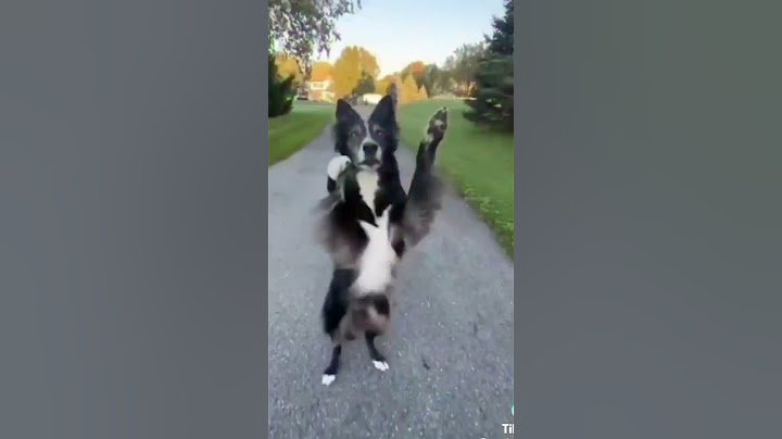 these dogs can dance😂