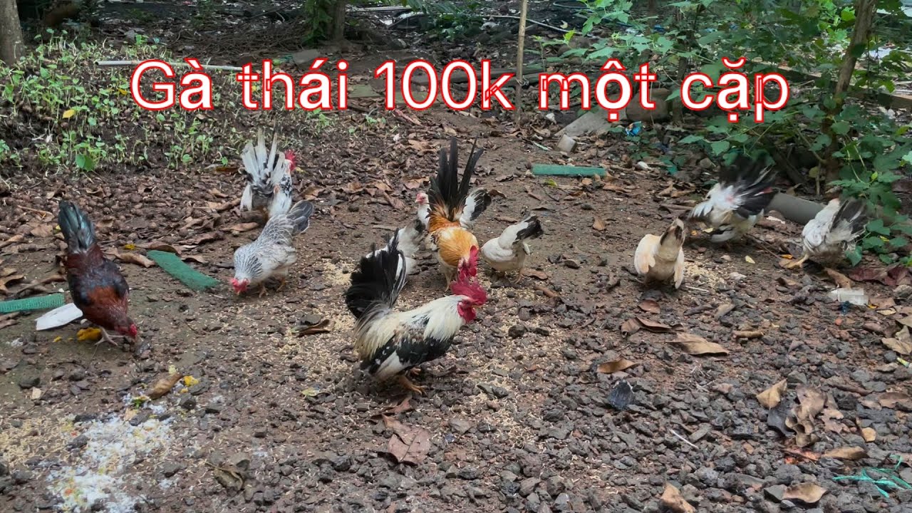 Gà thái 100k một cặp 