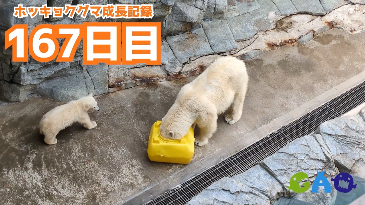 【167日目】モモの遊びはおっかない ホッキョクグマ成長記録50