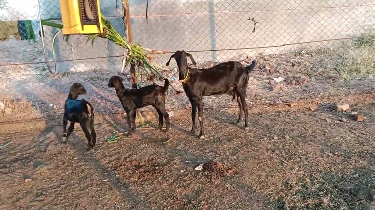 गावरान शेळी पहिले येताची खाली दोन पाटर विषय टॉपचा 🐐💯 #Facebook #mister #indian 