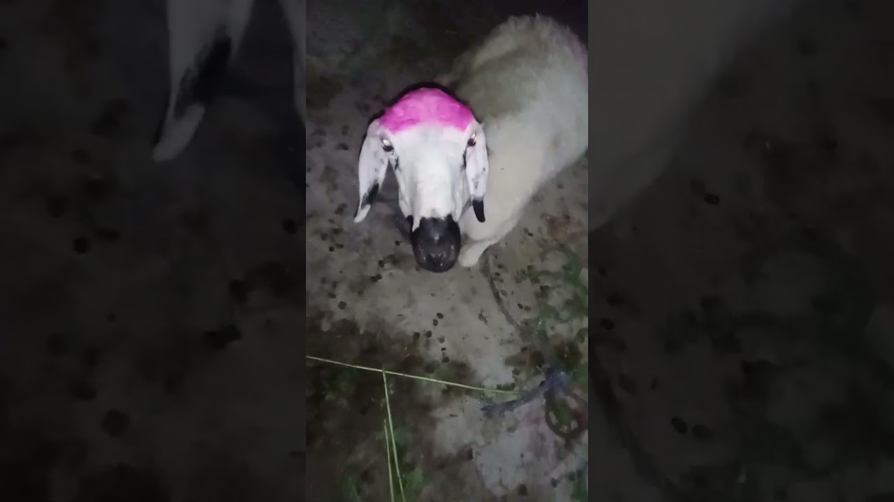 Shaun The Sheep | Bakara Eid 2023 | Happy Sheep 