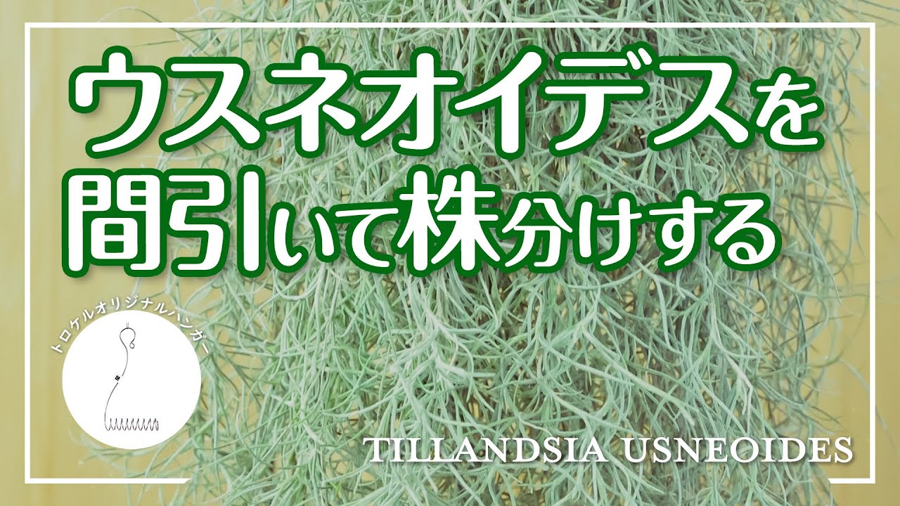 【ウスネオイデスにボリュームが出たら】梅雨に向けて間引いて株分け！蒸れないように飾るワイヤーハンガー [Tillandsia usneoides hanging]