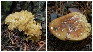Slippery Jacks and Cauliflower Mushrooms have already appeared 06