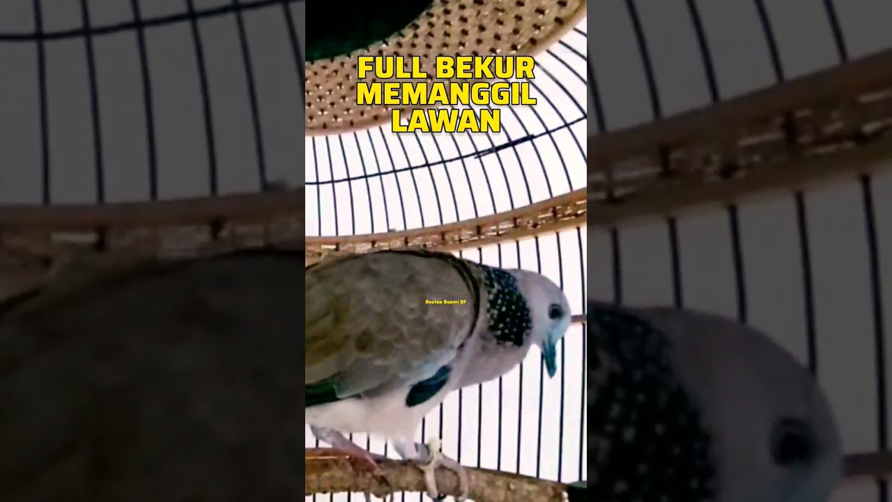 Tekukur Betina Bekur Memanggil Pejantan