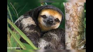 sloth sound/ animal sounds