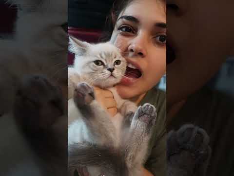 بچه گربمو برای اولین بار حمومش کردم