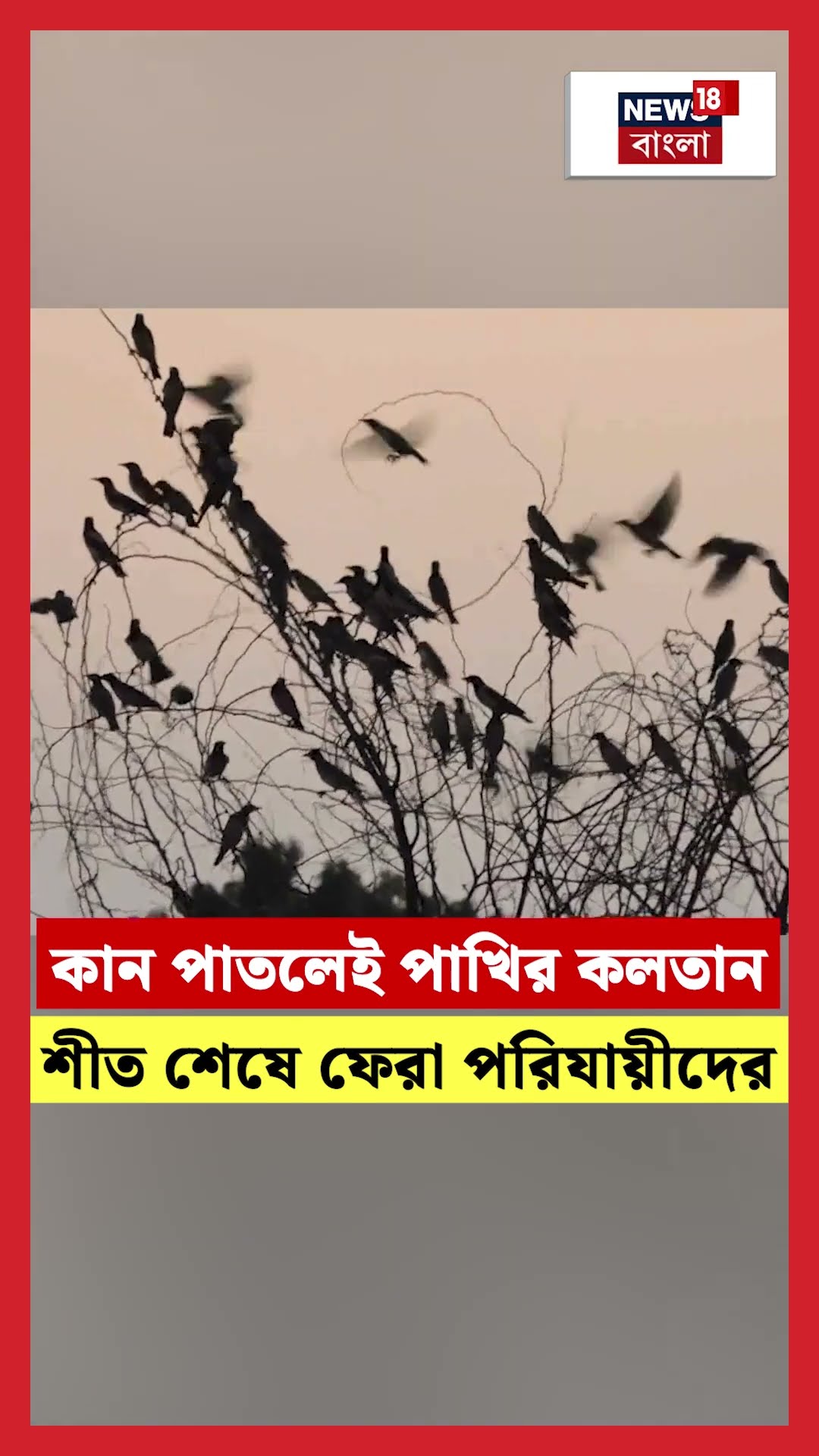 কান পাতলেই পাখির কলতান, শীত শেষে ফেরা পরিযায়ীদের | N18S #shorts