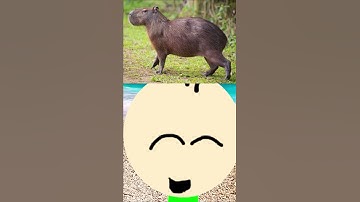 the most AMAZING CAPYBARA facts! #shorts