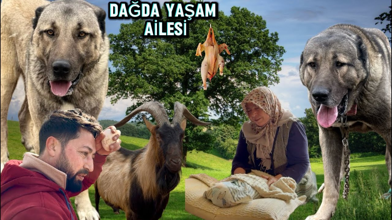 KAZ YUMURTALARI DAĞA SAKLAMIŞ /KÖPEKLERDE EŞLEŞMELER OLDU /ÇOCUĞA ATILAN HOROZ KENDİNİ SOFRADA BULDU