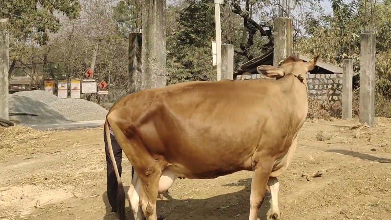 Maheswari Dairy Farm , Odisha