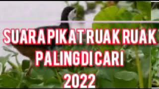 SUARA PIKAT BURUNG RUAK RUAK PALING DI CARI 2022