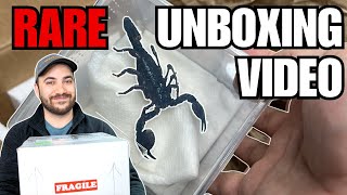 Unboxing GIANT Scorpions + Feeding and Setup! Emperor Scorpions (Pandinus imperator)