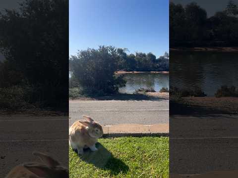 My Daily View - 24th August 2023. Whyalla, South Australia. #travel #bunny #views #beautiful #fun