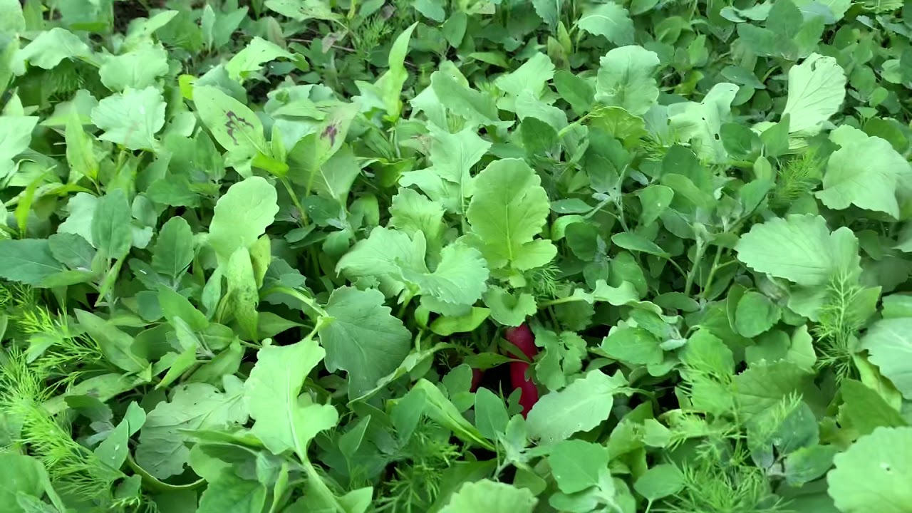 Lambs Quarter IS An Edible Weed YouTube