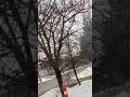 tree in winter season #shorts #tree #winter