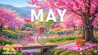 Spring in May 4K – A Tranquil Awakening 🌸 Garden Blooms, Gentle Morning Light & Peaceful Nature screenshot 5