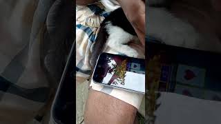 বিড়াল জুয়া খেলতেছে #comedymusic #love #funny #regen #comedysongs #song #ekmotahathighumechala