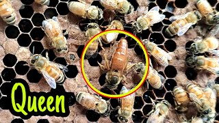 Queen Of Beehow Its Look To See The Queen Of Beemr.keenhacker5-Minute Craftsmr.indianhacker