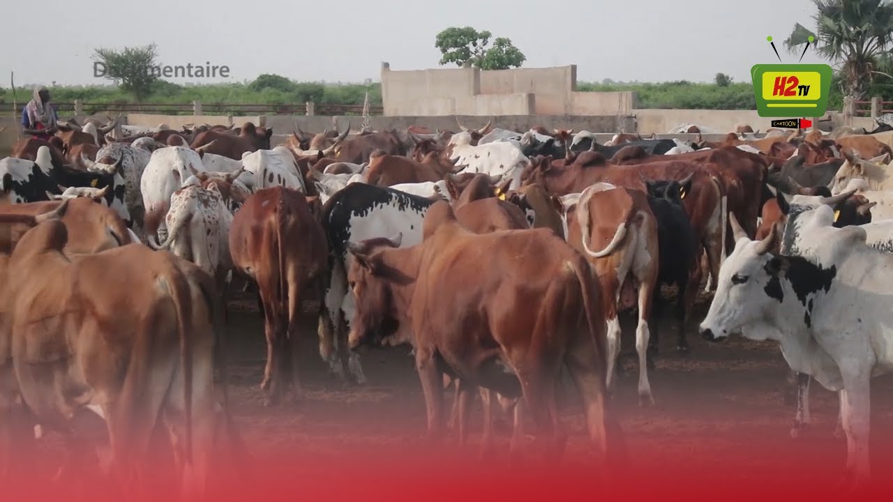 REUSSIR DANS L'ELEVAGE - BAYA BASSOUM UN EXEMPLE