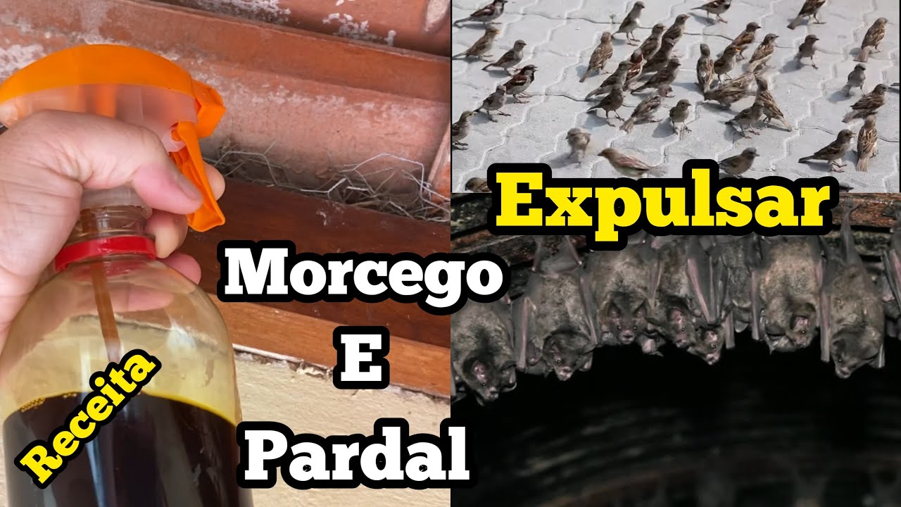 COMO ESPANTAR MORCEGO E PARDAL DO TELHADO… - YouTube