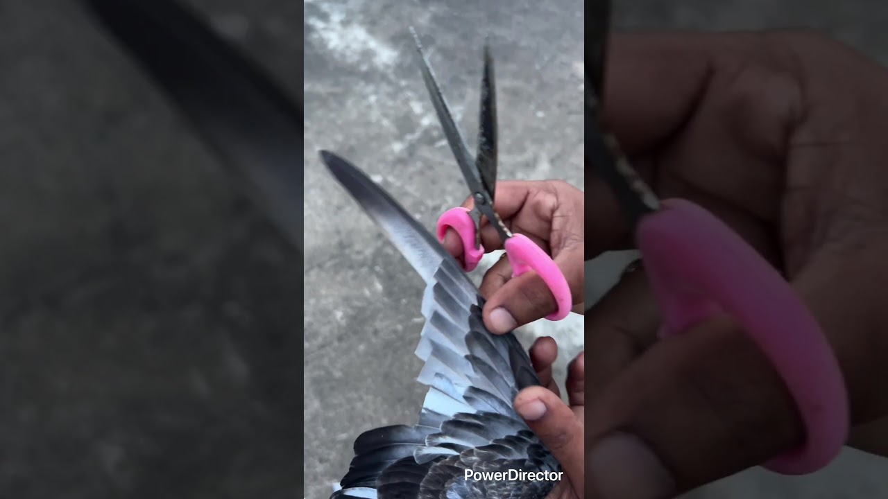 🕊️my parava pigeon erakai cutting my loft 