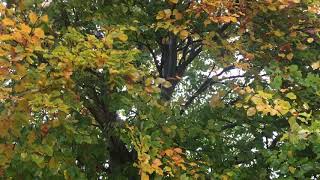 Common Beech - branches, leaves & twigs - November 2018