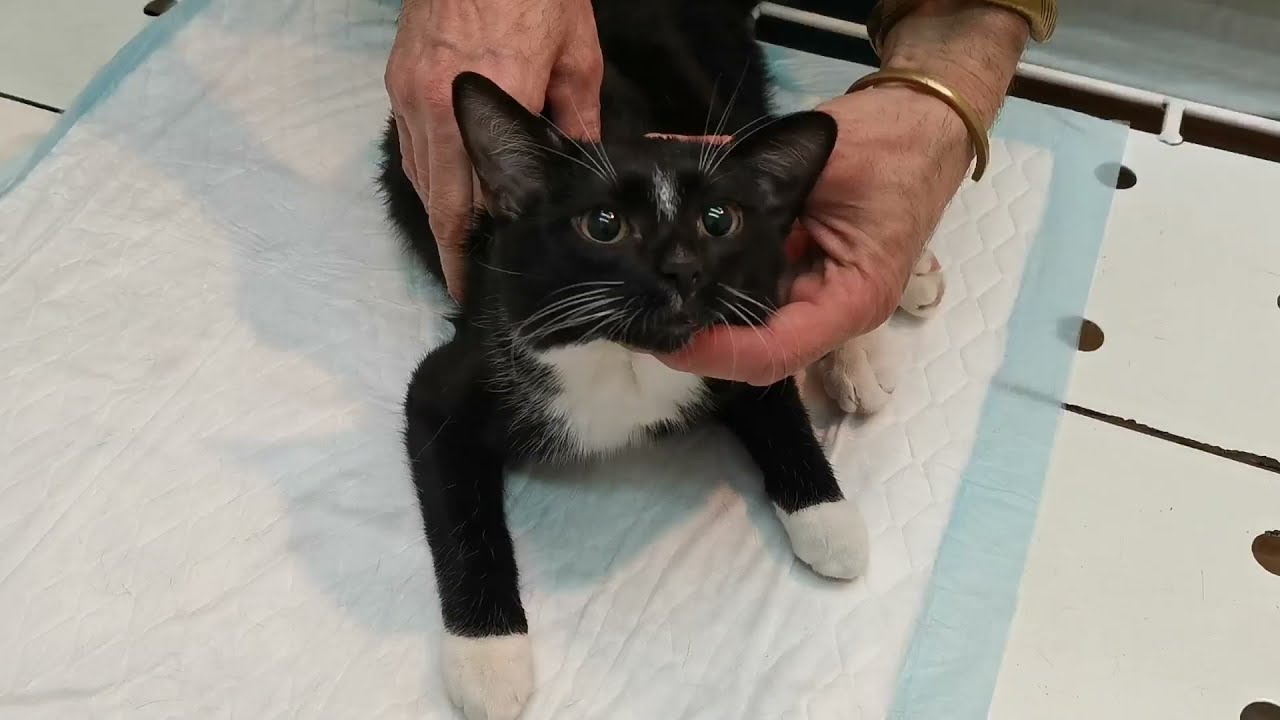 Вправление вывиха локтевого сустава у кошки.