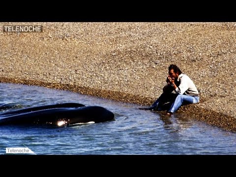 Héroes: Un hombre que lucha para cuidar a las orcas