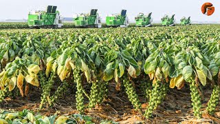 Netherlands Incredible Technology of Harvesting Brussels Sprouts - Modern Farming Machines ▶2
