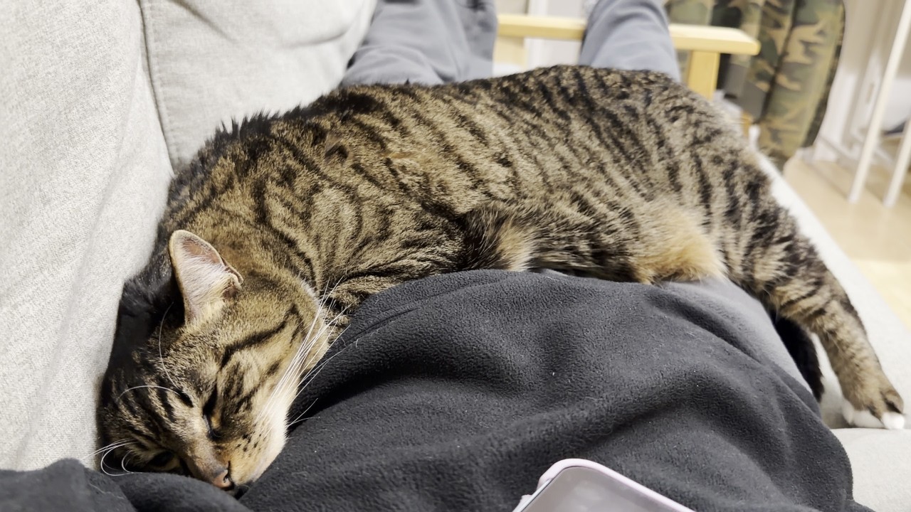 人のお腹の上でくつろぐ猫