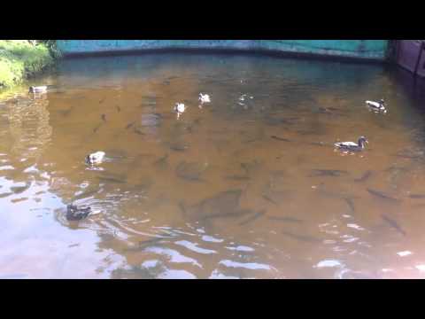 Валдай. Рыбхоз "Клевое место".