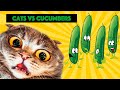 Cats Cucumber Challenge | Cats VS Cucumbers | Best Cat Meme