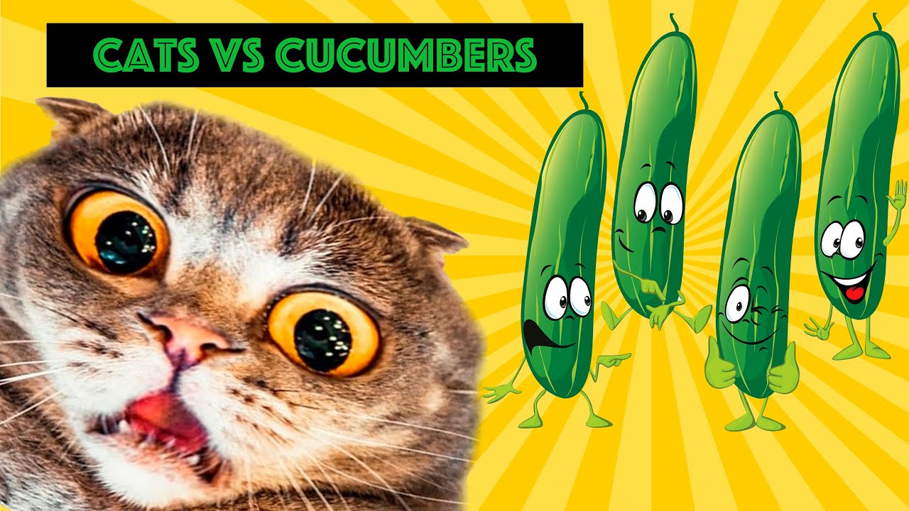 Cats Cucumber Challenge | Cats Vs Cucumbers | Best Cat Meme - Youtube